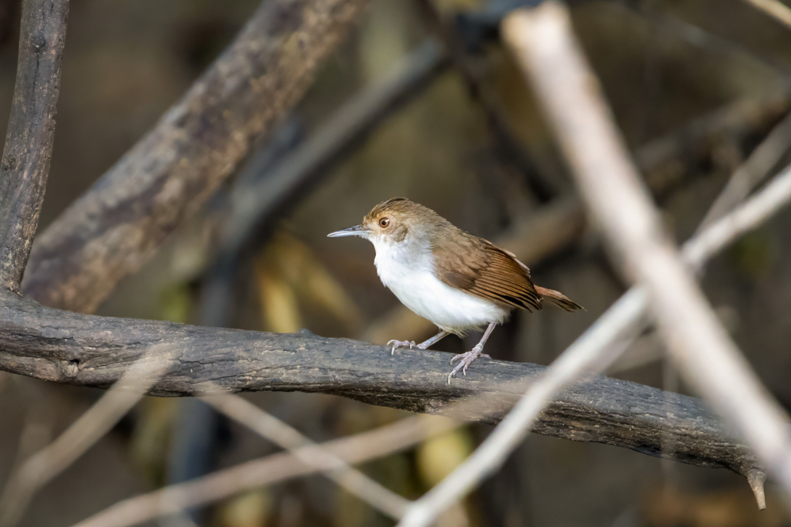 image White-chested Babbler